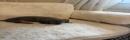 Miniature Dachshund dogs for sale: Miniature dachshund puppies  - Advert 2
