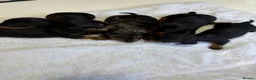 Dachshund dogs for sale: Miniature Dascshund smooth hair puppy’s  in Ilminster - Advert 18