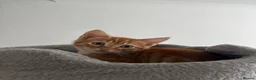 Mixed Breed cats for sale: Loving Forever Home Needed for Bonded Kittens - Advert 10
