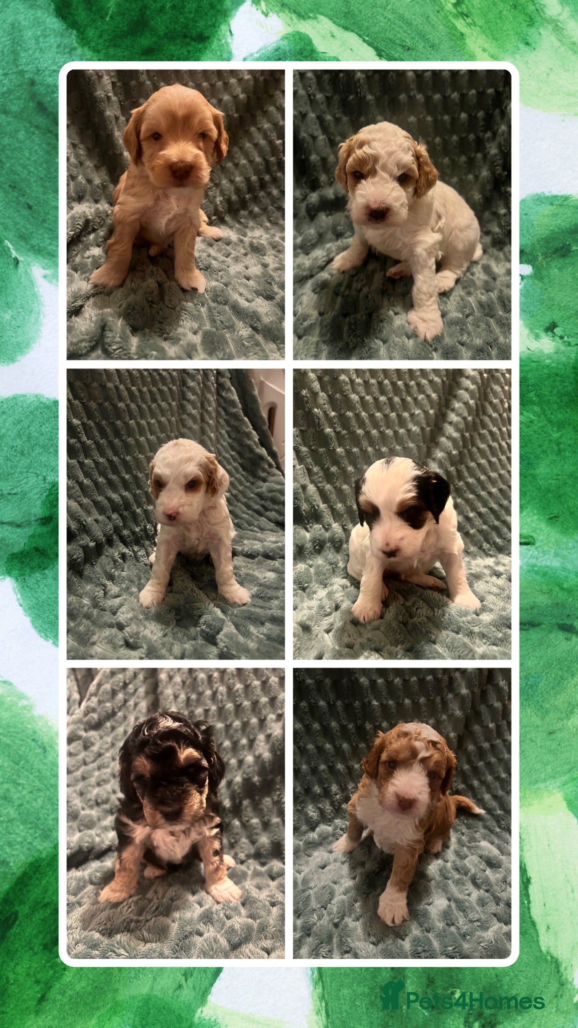 Australian Labradoodle dogs Australian labradoodle health tested parents!! - Advert 5