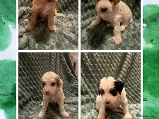 Australian Labradoodle dogs Australian labradoodle health tested parents!! - Advert 5