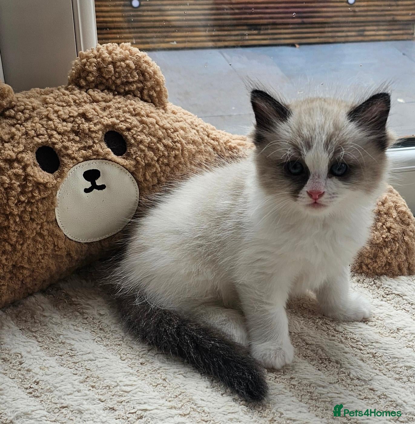 Ragdoll cats for sale: Purebred Pedigree Ragdoll kittens - Advert 2