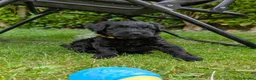 Bordoodle dogs for sale: Miniature Bordoodle Puppies - Advert 18