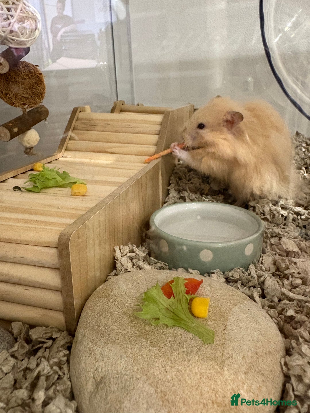 Hamster rodents for sale: Male long haired Syrian hamster - Advert 4