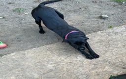 Labrador Retriever dogs for sale: For sale Female Labrador  - Image 5