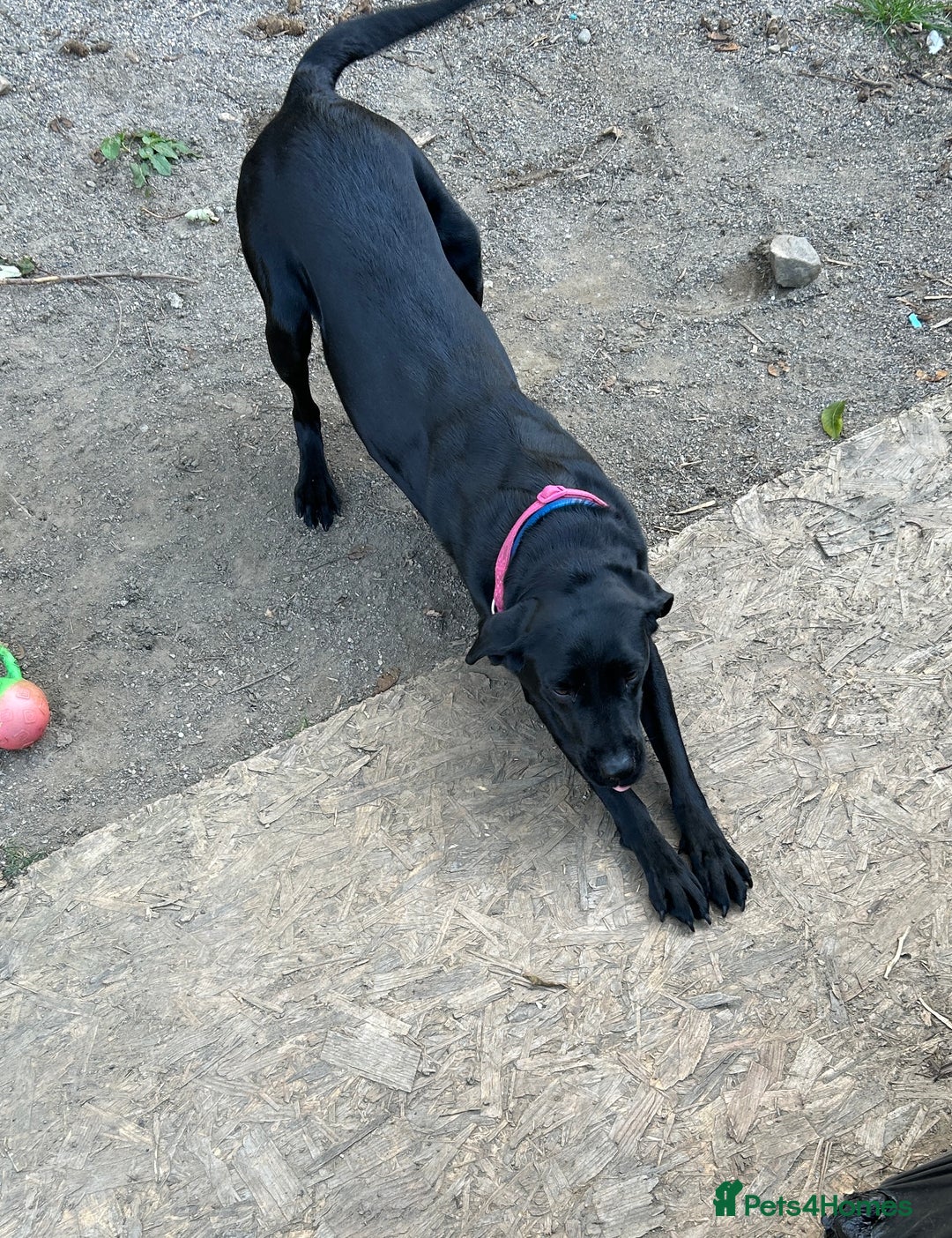 Labrador Retriever dogs for sale: For sale Female Labrador  - Image 5