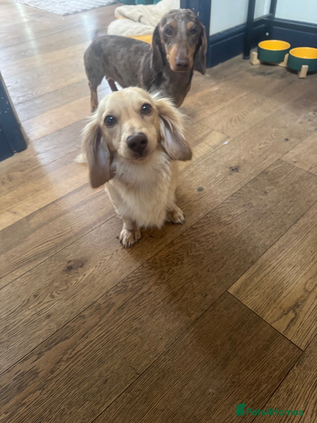 Miniature Dachshund dogs for sale: Long Haired Miniature Long Haired Cream Dachshund - Image 4