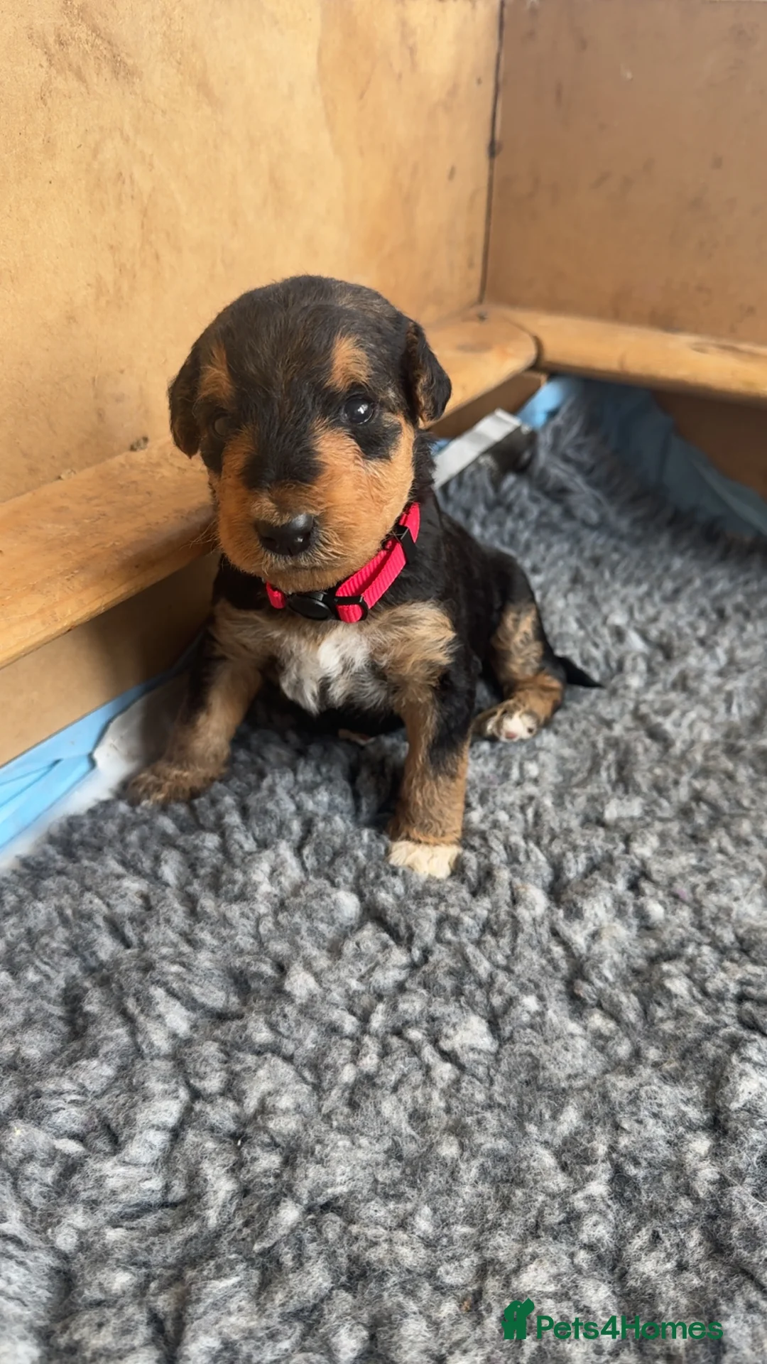 Airedale Terrier dogs for sale: Airedale pups  - Advert 1
