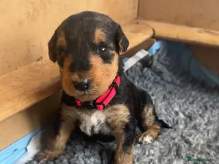 Airedale Terrier dogs Airedale pups - Advert 2