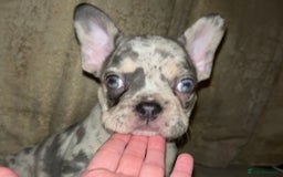 French Bulldog dogs for sale: READY NOW French bulldog puppies  - Advert 35