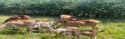Goats livestock for sale: Anglo Nubians Boer and sannen  in Stevenage - Advert 3