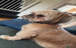 Shih Tzu dogs for sale: Gorgeous female Shih Tzu  - Image 2