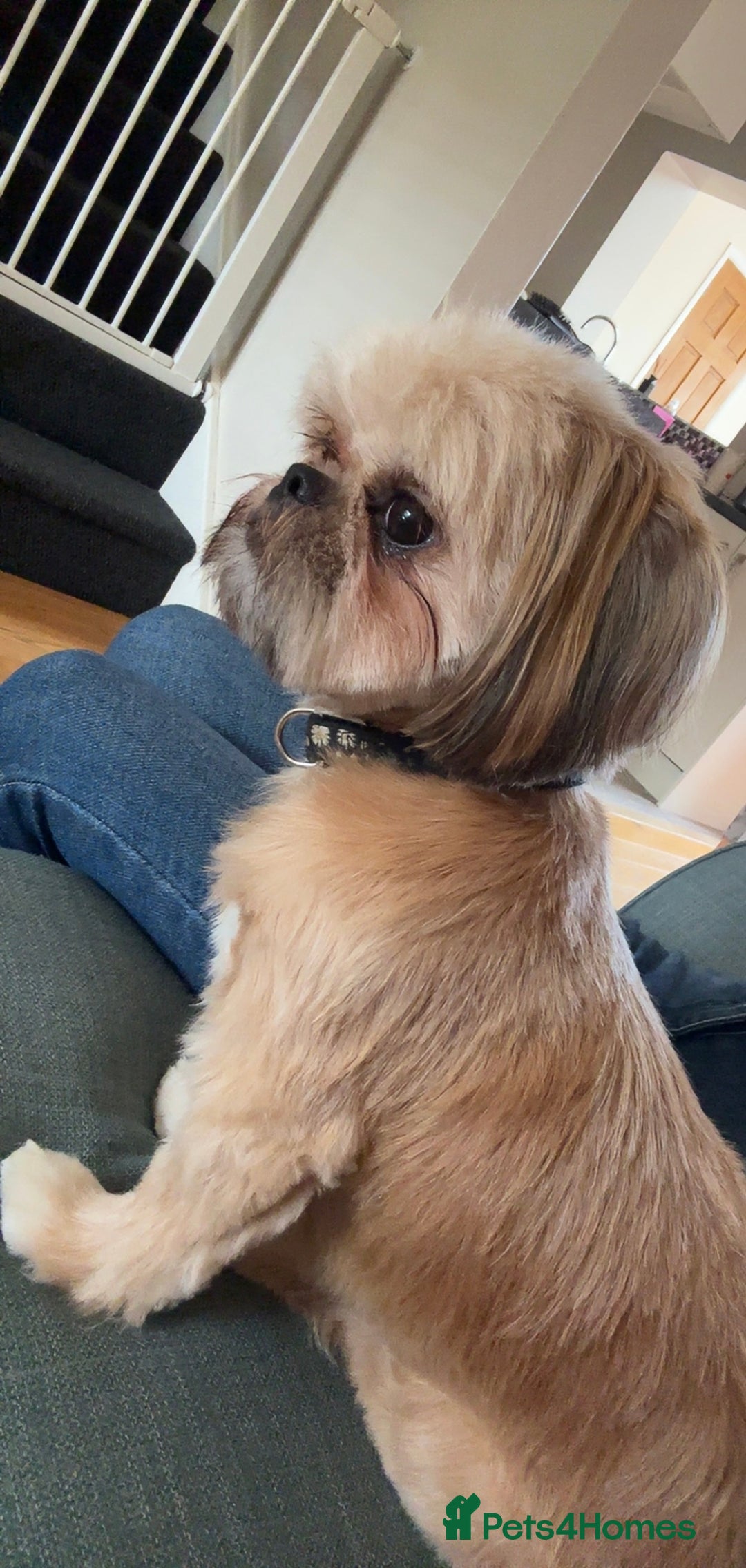 Shih Tzu dogs for sale: Gorgeous female Shih Tzu  - Image 2