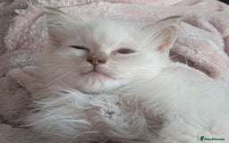 Ragdoll cats for sale: GCCF Ragdoll Kitten Champion lines  - Image 7