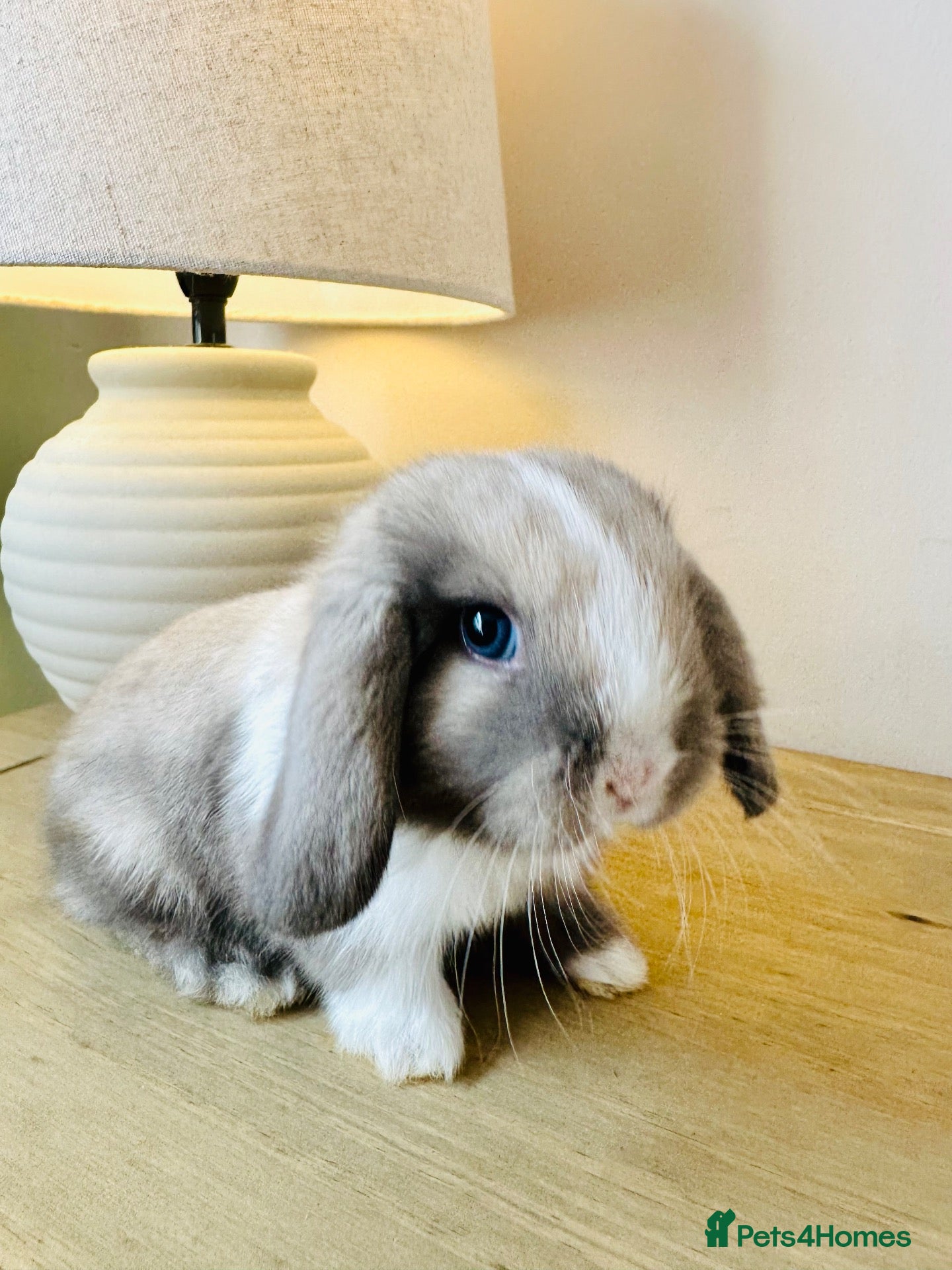 Mini Lop rabbits 7 week old Mini Lops - Advert 1