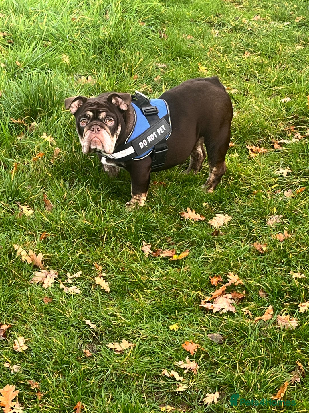 English Bulldog dogs for sale: English bulldog for sale   - Advert 3