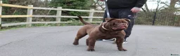 Olde English Bulldogge dogs for sale: Pure chocolate olde English bulldog  - Advert 2