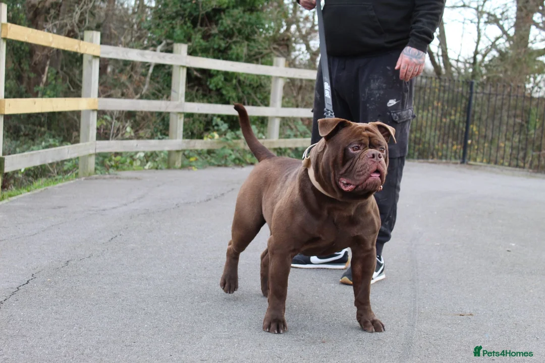 Olde English Bulldogge dogs for sale: Pure chocolate olde English bulldog  - Advert 2