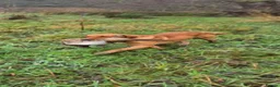 Labrador Retriever dogs for sale: Beautiful KC Registered Fox Red Labrador Puppies  - Advert 10