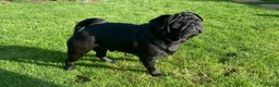 Pug dogs for stud: Health tested black pug stud  in Stevenage - Advert 35