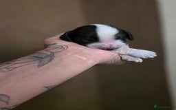 Mixed Breed dogs for sale: Beautiful cocker spaniels - Image 13