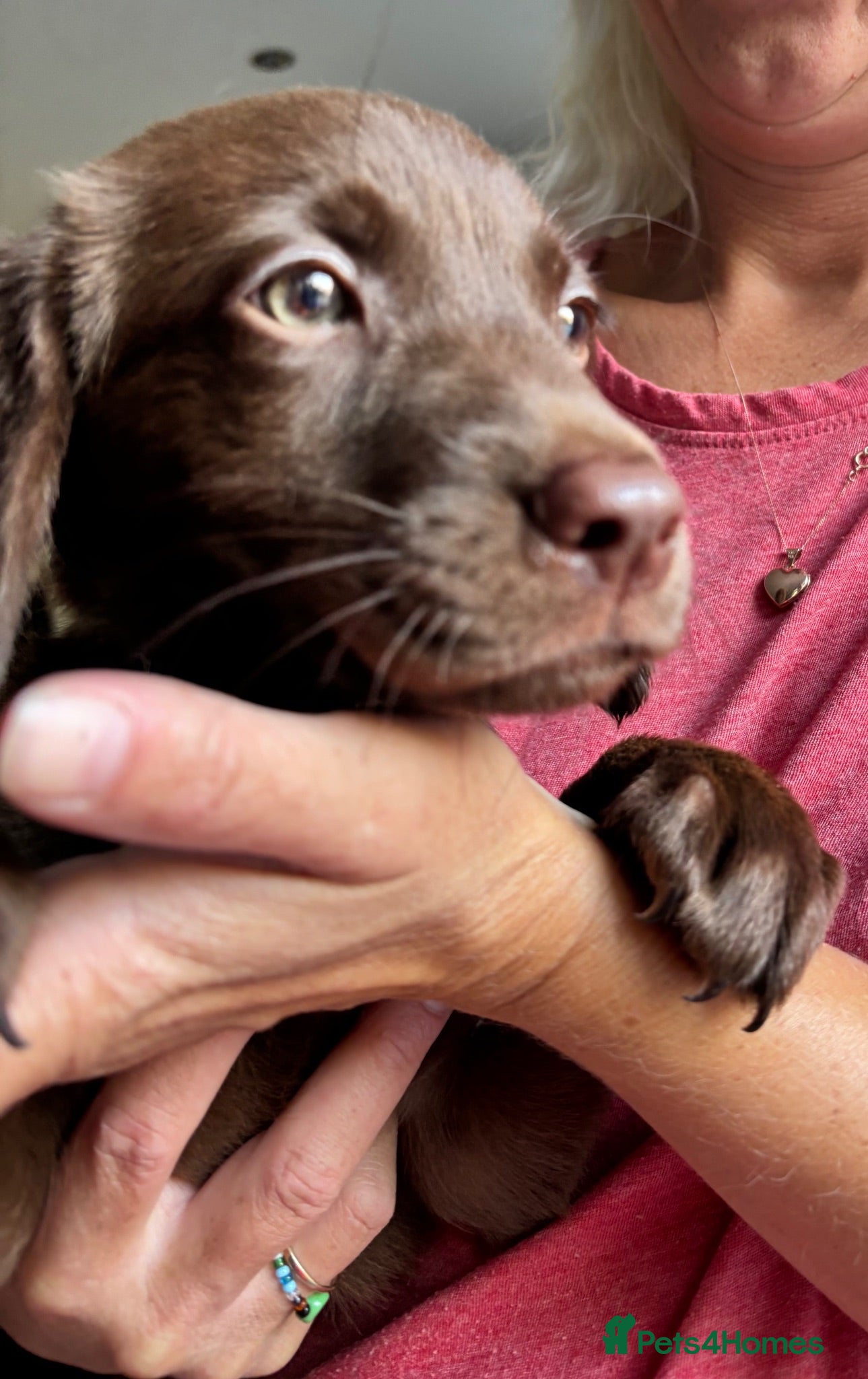 Labrador Retriever dogs Second vaccinations done. Only 1 boys left  - Advert 6