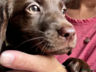 Labrador Retriever dogs Second vaccinations done. Only 1 boys left - Advert 6