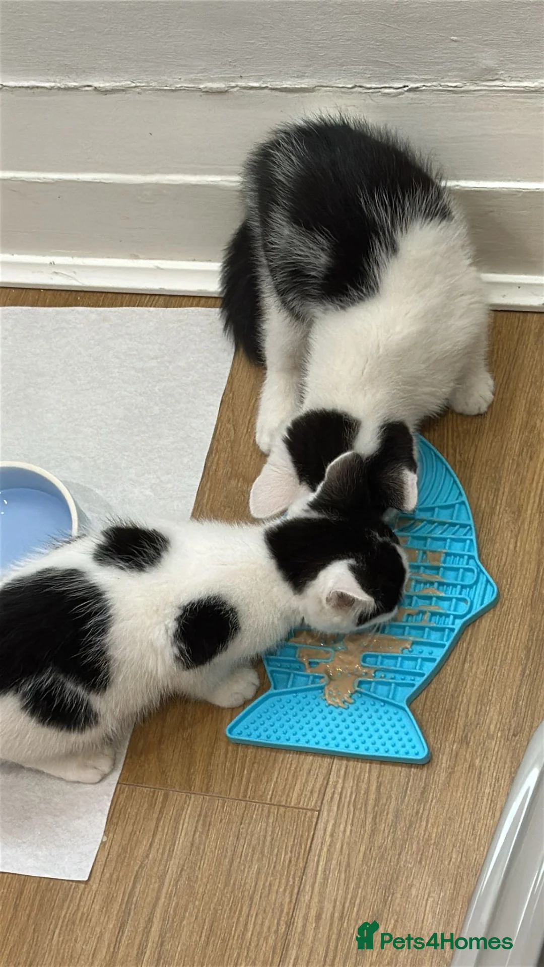 Domestic Shorthair cats for sale: 2 adorable kittens,comes with everything u need  in London - Advert 12