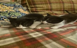 Mixed Breed cats for sale: Beautiful Kittens - Ready to leave - Image 3