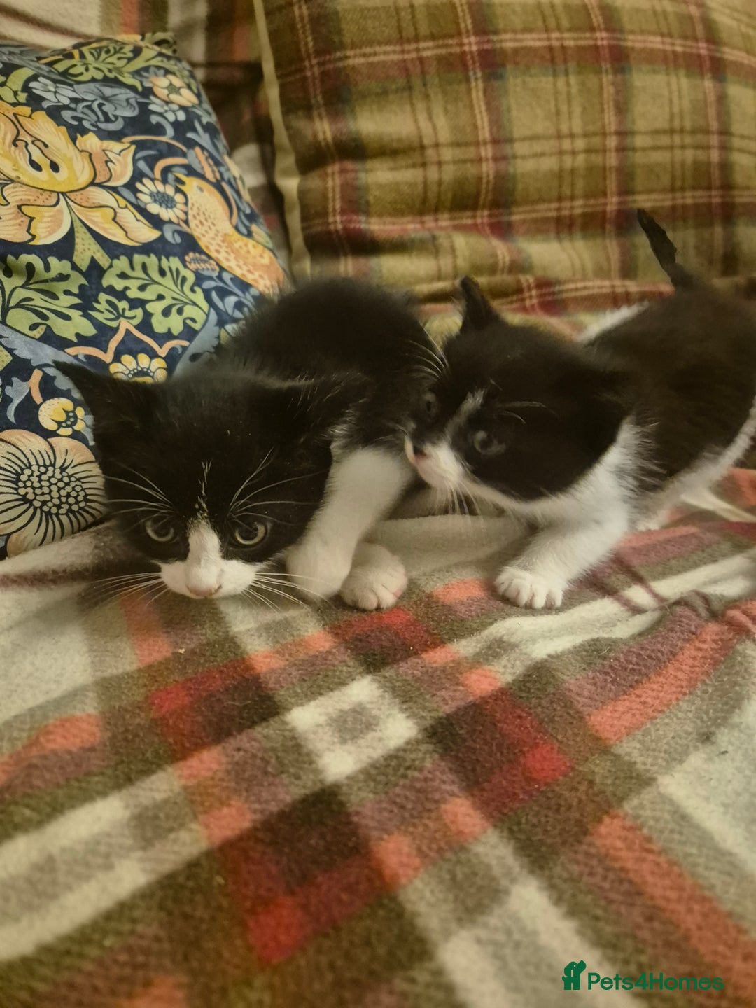 Mixed Breed cats for sale: Beautiful Kittens - Ready to leave - Image 3
