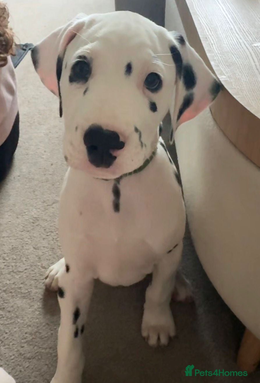 Dalmatian dogs Dalmatian puppies KC reg *1 x boy left* - Advert 3