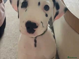 Dalmatian dogs Dalmatian puppies KC reg *1 x boy left* - Advert 3