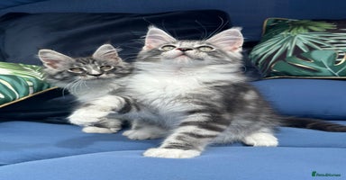 Maine Coon cats - Advert 8