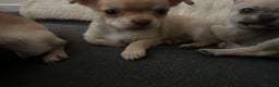Chihuahua dogs for sale: smooth coat chihuahuas. Only the little boy left  - Advert 35