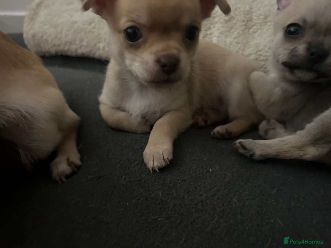 Chihuahua dogs for sale: smooth coat chihuahuas. Only the little boy left  - Advert 35