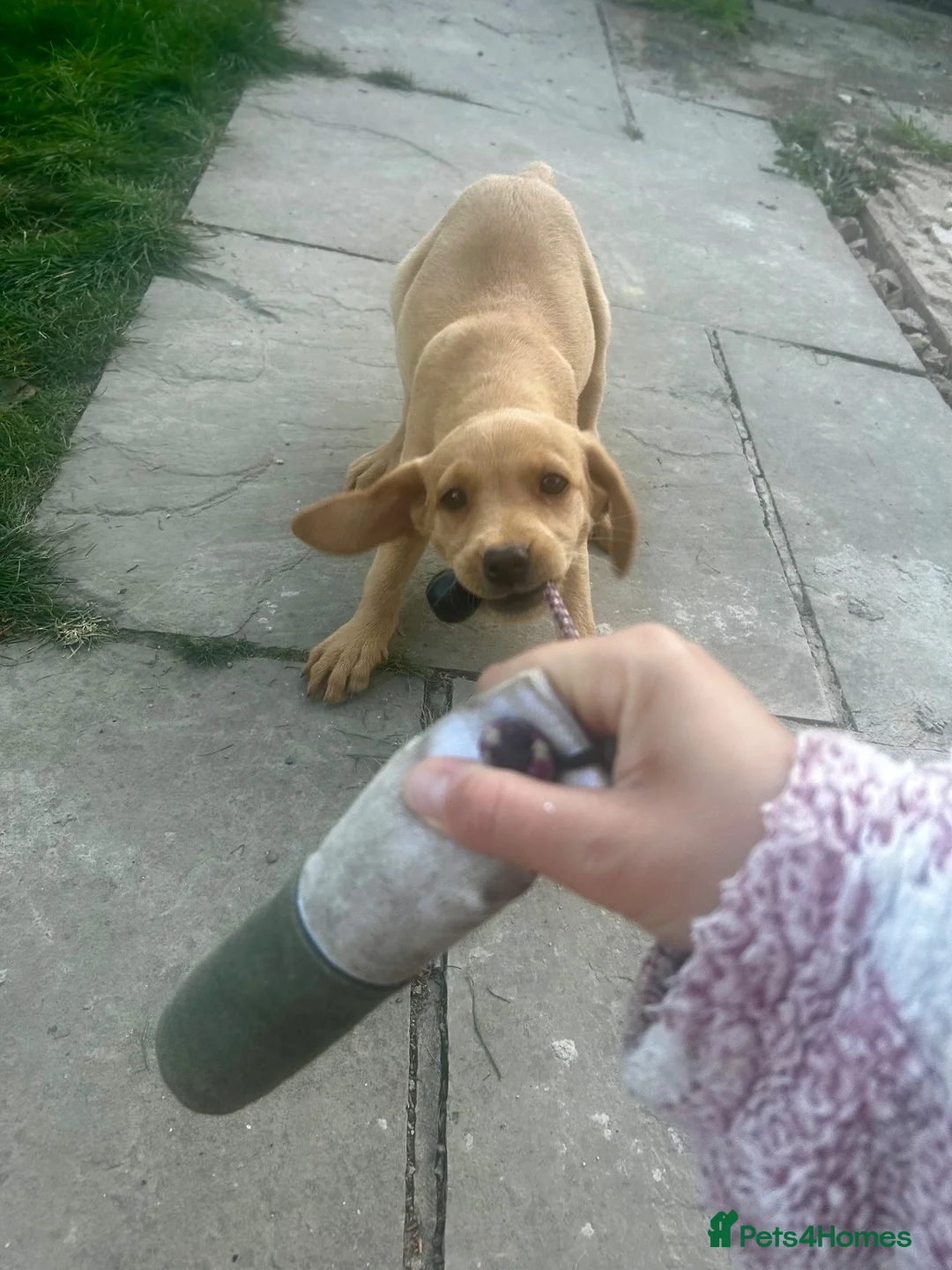 Labrador Retriever dogs for sale: Trained Labrador for sale  - Advert 5