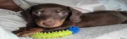 Miniature Dachshund dogs for stud: Miniature dachshund for stud - Advert 13
