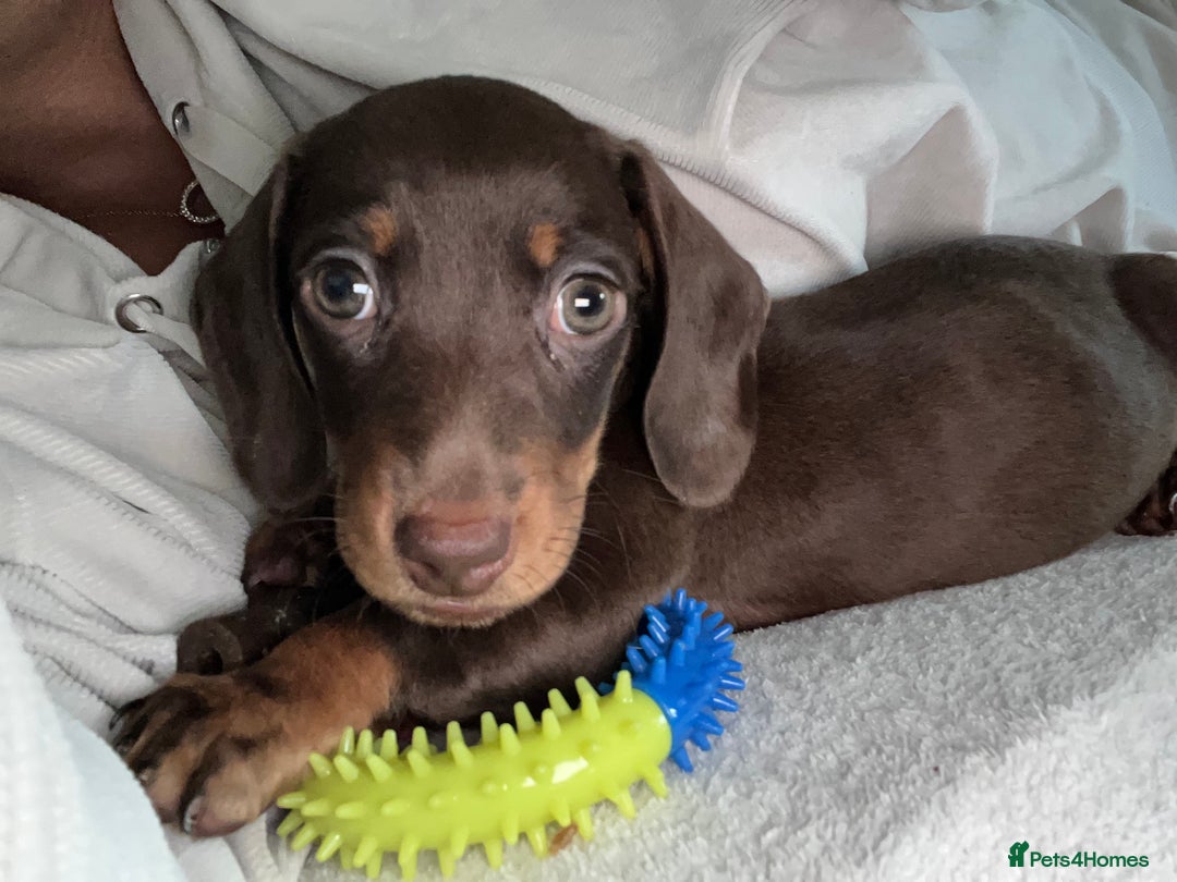 Miniature Dachshund dogs for stud: Miniature dachshund for stud - Advert 13