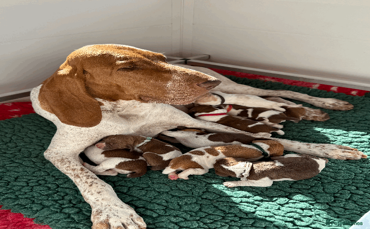 Bracco Italiano dogs - Advert 14