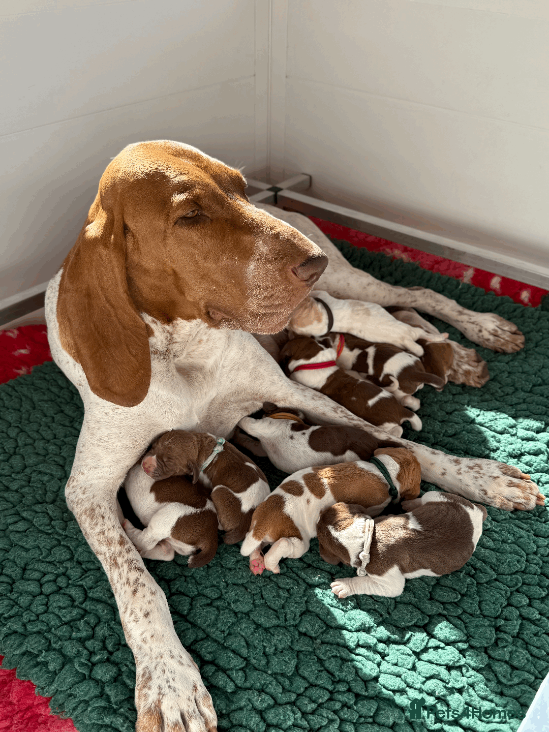 Bracco Italiano dogs for sale: Margot and Silvio's puppies have arrived!!   - Image 1