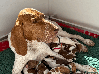 Bracco Italiano dogs for sale: Puppies due end of Jan!! - Advert 1