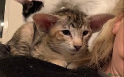 Oriental cats for sale: Stunning tortie tabby oriental female kittens - Image 3