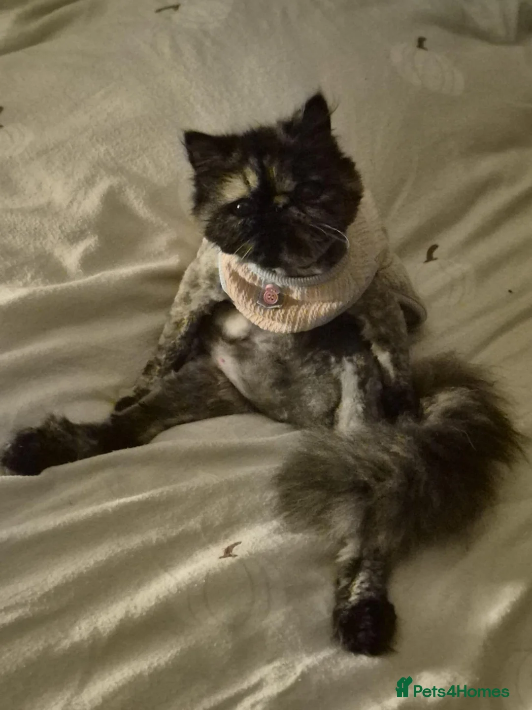 Mixed Breed cats for sale: Beautiful persian cross kittens  - Advert 1
