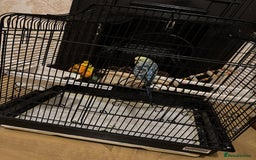 Budgerigars birds for sale: Beautiful Female Budgie  - Image 1