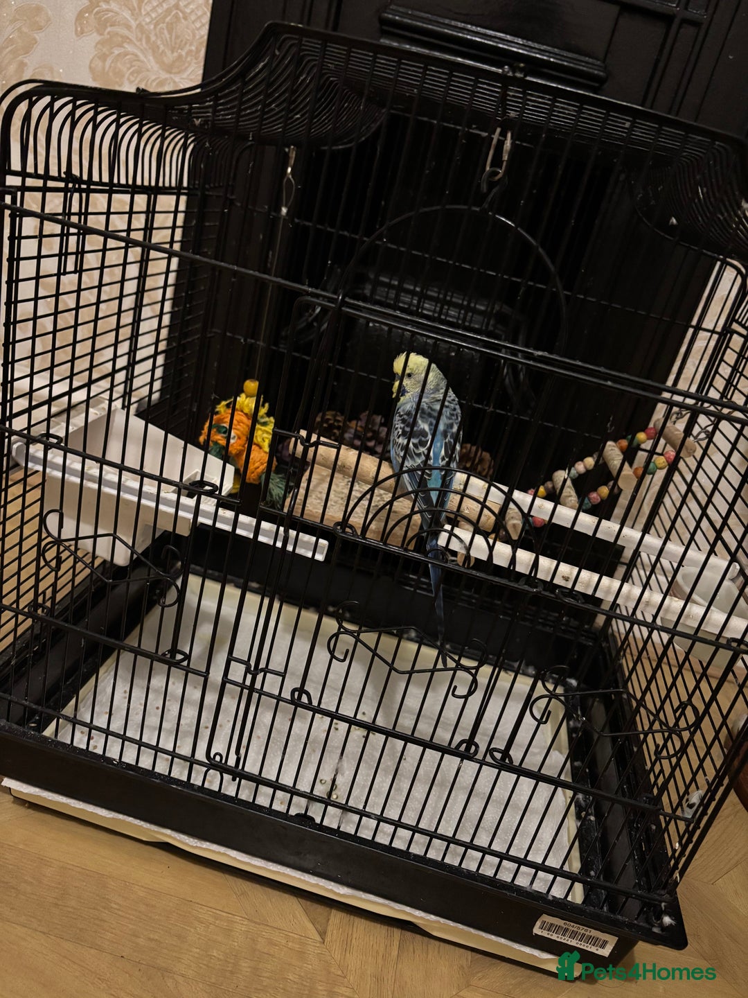 Budgerigars birds for sale: Beautiful Female Budgie  - Image 1