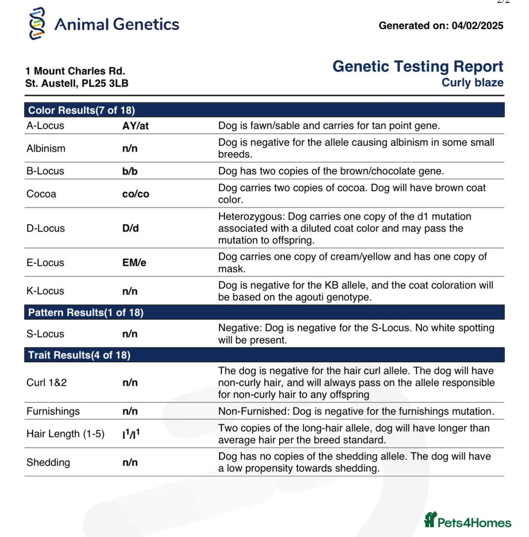 French Bulldog dogs for stud: FLUFFY ROPE BLAZE  in Liverpool - Advert 4