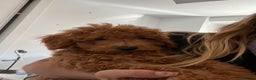 Toy Poodle dogs for stud: red toy poodle kc registered super small only 2 kg in Birmingham - Advert 4