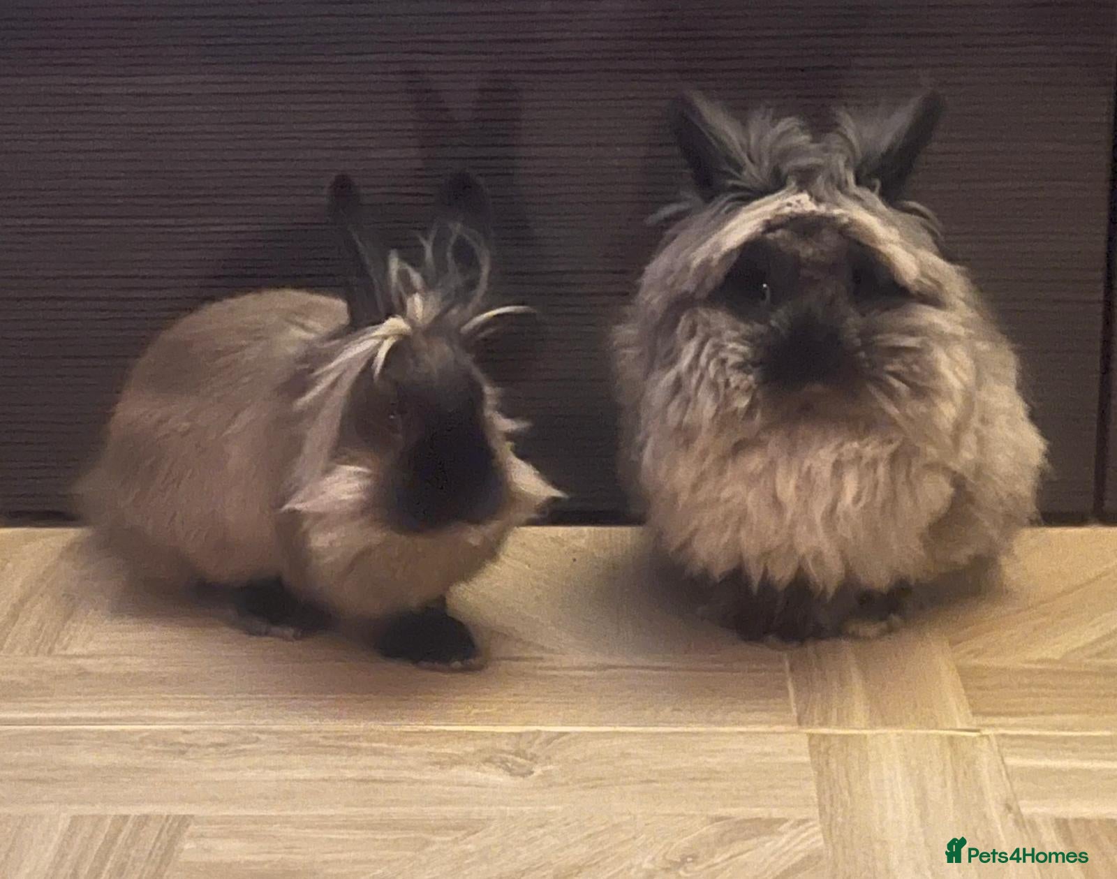 Lionhead rabbits Lionhead bro & sis - Advert 5