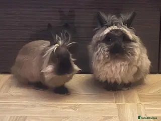 Lionhead rabbits Lionhead bro & sis - Advert 7
