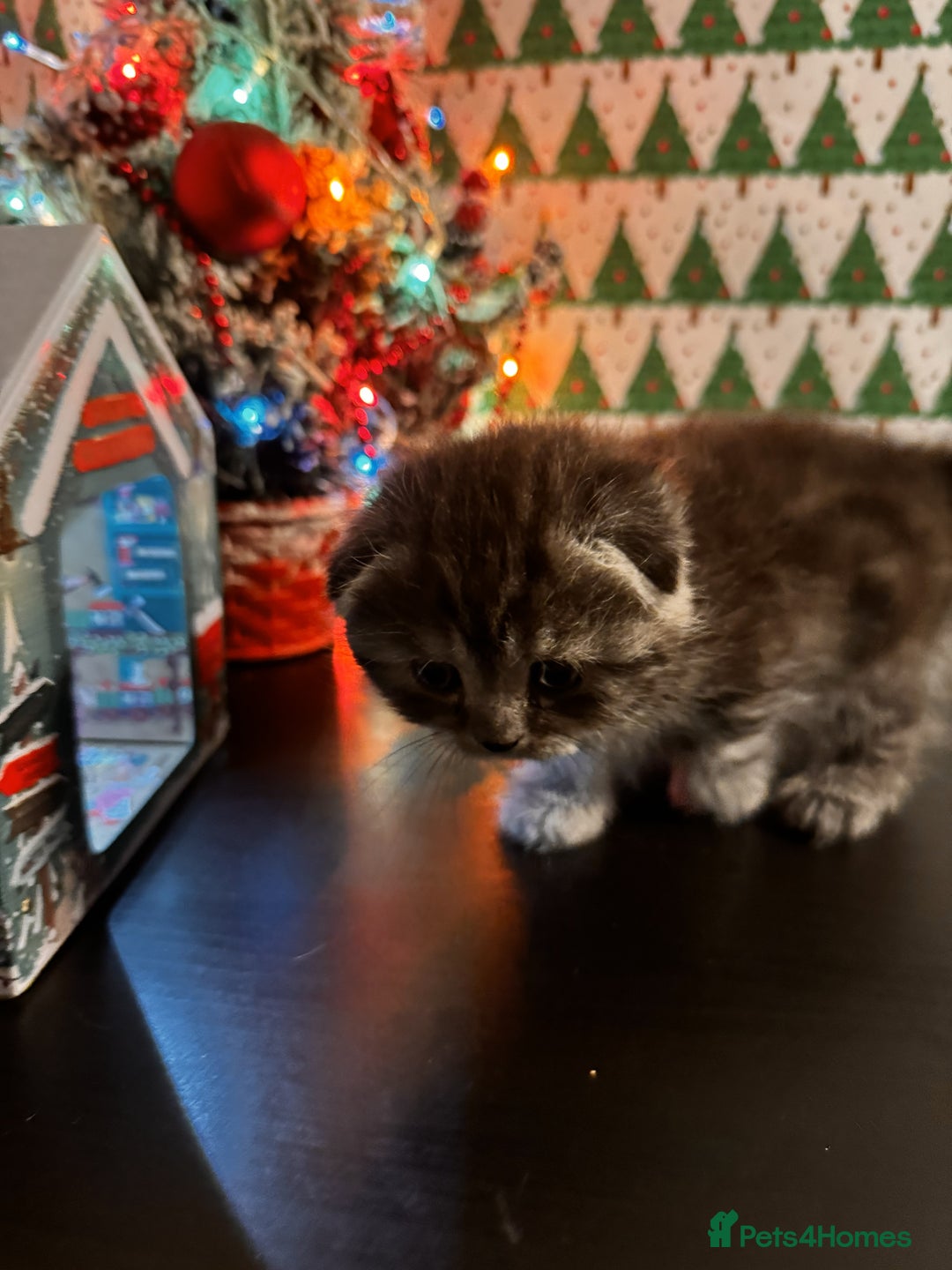 Scottish Fold cats for sale: 4 Beautiful Scottish Fold Kittens - Advert 16